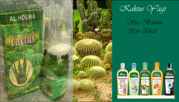 kaktus-yaginin-cilde-faydalari flatcast tema