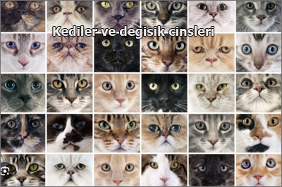 Kediler-ve-degisik-cinsleri flatcast tema